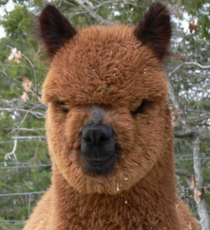The 22 most hilarious alpaca hairstyles ever. They probably are more ...