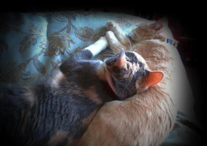 Dog And Cat Love Each Other Two cats love each others'