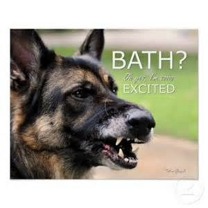 BATH: Funny German Shepherd Dog