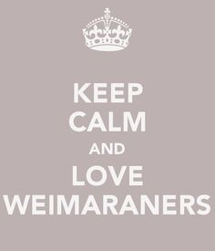 calm and love weimaraners weimaraner more weimaraner quotes weimaraner ...