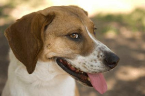 Treeing Walker Coonhound - Appearance & Grooming