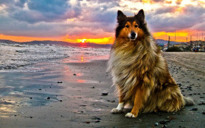 read more rough collie info