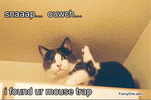 best new funny pictures cat finds mousetrap