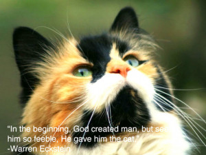 ... Pictures With Quotes: Animal Picture With Quote It Is An Angry Cat