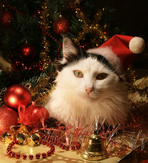 Christmas ★ Pets love Christmas too ☆