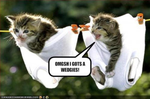My Top Collection Funny kittens pictures 3