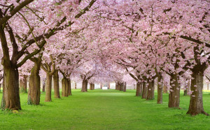 Wallpaper Frühling kam, erschien die Bäume eine schöne rosa Blüten ...