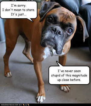 Funny boxer dog quotes