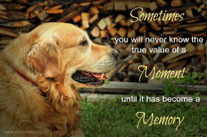 Old dog quote. Moments & Memories
