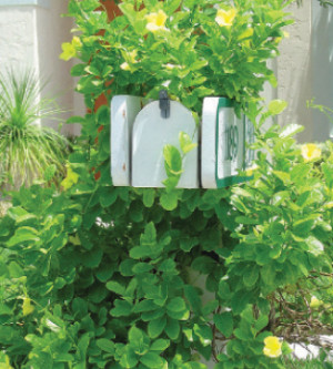 South Florida Landscape Plants