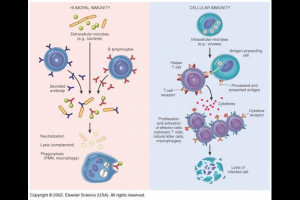 Cell Mediated and Humoral Immunity