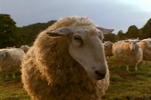 sheep Quotes and Sound Clips
