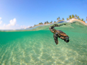 Amazing picture of a baby sea turtle, off the coast of Bora Bora.