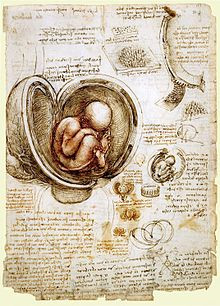 Studie des Fetus im Mutterleib, Leonardo da Vinci