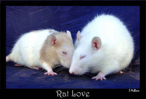 rat love rat love rat love rat love