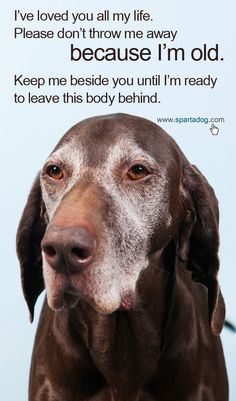 ... you until I'm ready to leave this body behind #spartadog #dogs #quotes