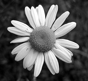 Nature Flowers Black And White