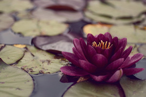 Publié le 05/03/2012 à 19:32 par sunshine-magnolia Tags : language ...