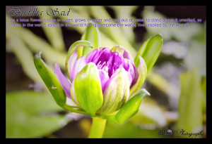Lotus Flower Quote Buddha Buddha said: as a lotus