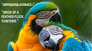 Beware: Every Wise Quote Has An Opposite Quote