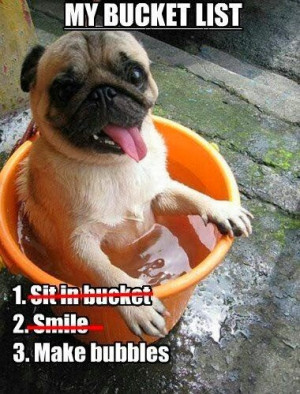 Funny pug dog bucket list picture 1. Sit in bucket 2. Smile 3. Make ...