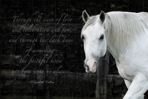 beautiful horse quote