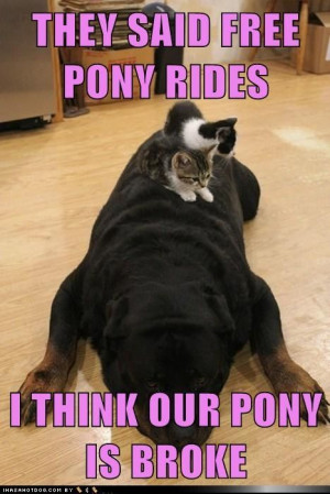 Funny Rottweiler Quotes and Pictures | They said free pony rides