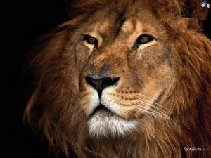 Wallpapers / Animals / Lions