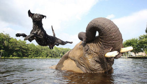 Bubbles the African Elephant and Bella the Black Labrador