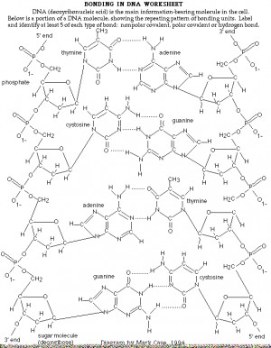 DNA Molecule Structure Worksheet