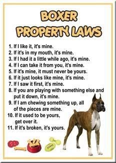 ... Dog Sayings, Boxer Sayings, Funny Boxer Dogs, Boxer Dogs Quotes, Boxer