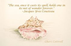 seashell quote monday lifeatkettlecove.com More