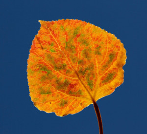 Orange Aspen Leaf Macro View