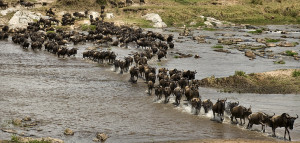 ... Honeymoon Safari Group Safari Tailor made Safari Wildebeest Migration