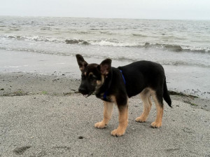 australian cattle dog australian shepherd mix