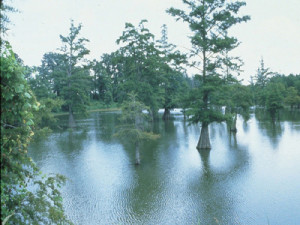 Pictures of Louisiana Swamps and Bayous