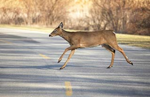 Will My Auto Insurance Increase If I Hit A Deer?
