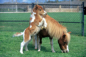 Miniature horse picture submitted by Addison J. Submit your horse ...