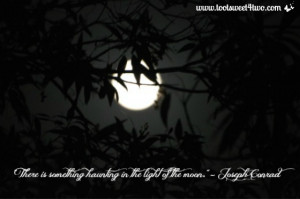 took this picture of the moon through the leaves of a tree in our ...