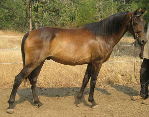 any direction horse http www equinenow com horse ad 1031896