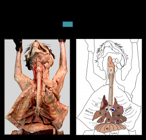 Cat Anatomy Respiratory System