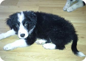 Related Pictures great pyrenees border collie mix puppy for adoption ...