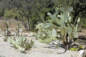 in his southern california drought tolerant native plant garden