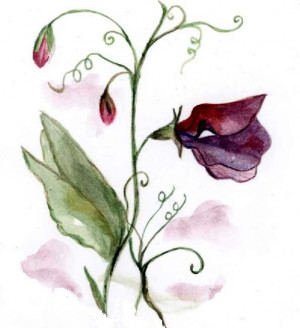 Sweet Pea Flower Art