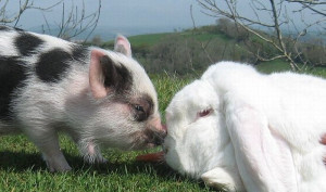 Fight Pig Vs Funny Rabbit