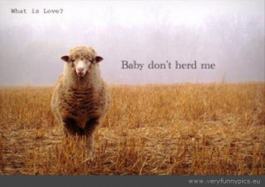 Funny Picture - Sheep baby dont herd me