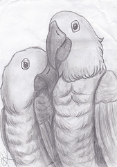 ... art love birds pencil sketch artwork couple drawing parrot parrots