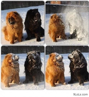 Chow chow the dog - Funny Pictures, Funny Quotes, Funny Videos - 9LoLs ...