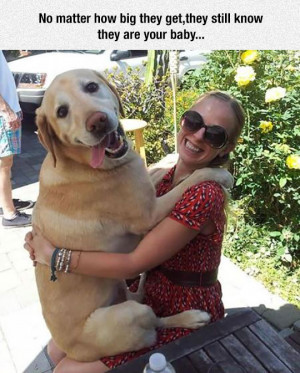 cute-large-dog-smiling-owner