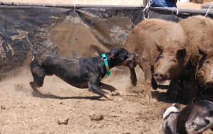 Hog Dog Pictures Gold...